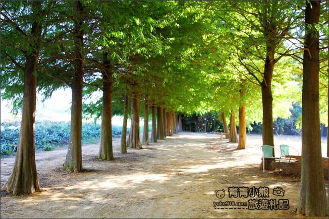 南投景點》139縣道落羽松森林．秋季必賞南投落羽松~一起走進夢幻森林裡 @青青小熊＊旅遊札記