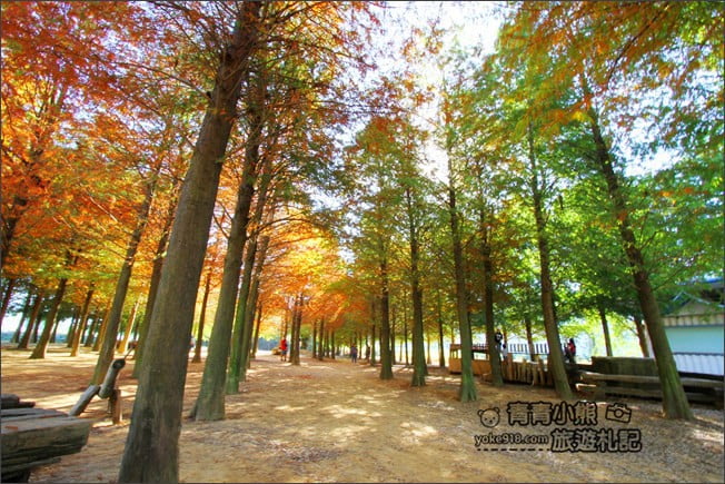 南投景點》139縣道落羽松森林．秋季必賞南投落羽松~一起走進夢幻森林裡 @青青小熊＊旅遊札記