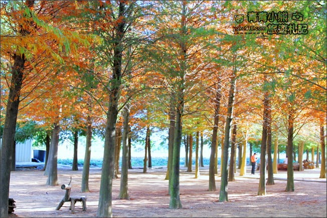 南投景點》139縣道落羽松森林．秋季必賞南投落羽松~一起走進夢幻森林裡 @青青小熊＊旅遊札記