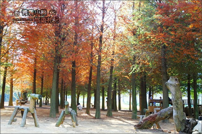 南投景點》139縣道落羽松森林．秋季必賞南投落羽松~一起走進夢幻森林裡 @青青小熊＊旅遊札記