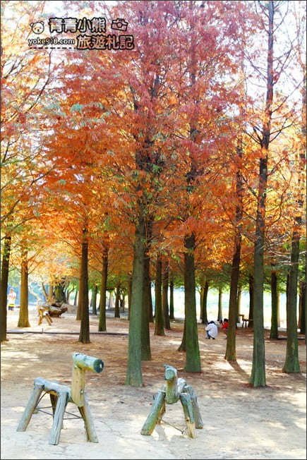 南投景點》139縣道落羽松森林．秋季必賞南投落羽松~一起走進夢幻森林裡 @青青小熊＊旅遊札記