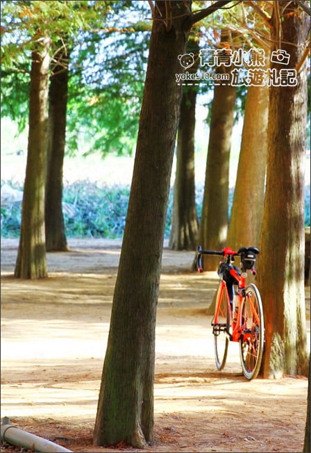南投景點》139縣道落羽松森林．秋季必賞南投落羽松~一起走進夢幻森林裡 @青青小熊＊旅遊札記