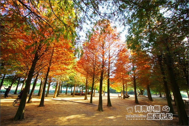 南投景點》139縣道落羽松森林．秋季必賞南投落羽松~一起走進夢幻森林裡 @青青小熊＊旅遊札記
