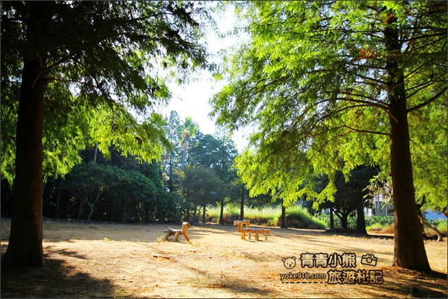南投景點》139縣道落羽松森林．秋季必賞南投落羽松~一起走進夢幻森林裡 @青青小熊＊旅遊札記