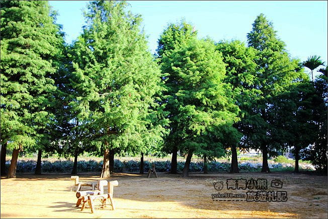 南投景點》139縣道落羽松森林．秋季必賞南投落羽松~一起走進夢幻森林裡 @青青小熊＊旅遊札記