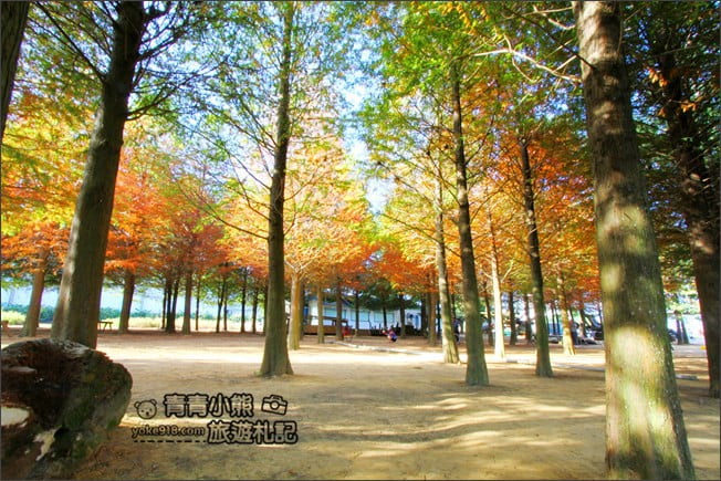 南投景點》139縣道落羽松森林．秋季必賞南投落羽松~一起走進夢幻森林裡 @青青小熊＊旅遊札記