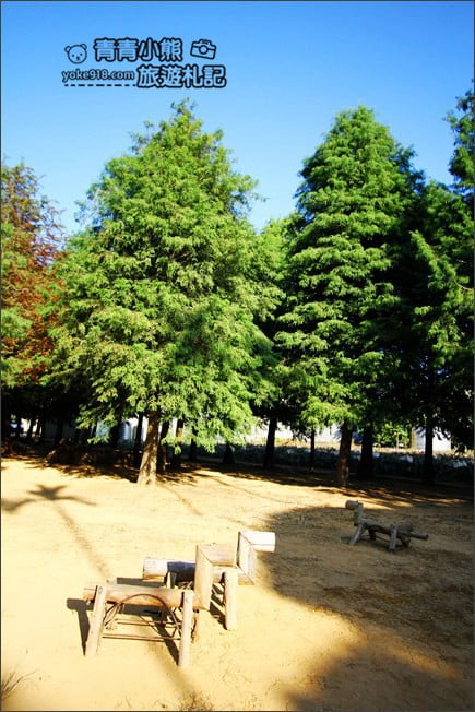南投景點》139縣道落羽松森林．秋季必賞南投落羽松~一起走進夢幻森林裡 @青青小熊＊旅遊札記