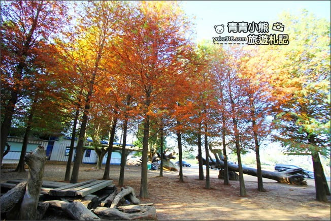 南投景點》139縣道落羽松森林．秋季必賞南投落羽松~一起走進夢幻森林裡 @青青小熊＊旅遊札記