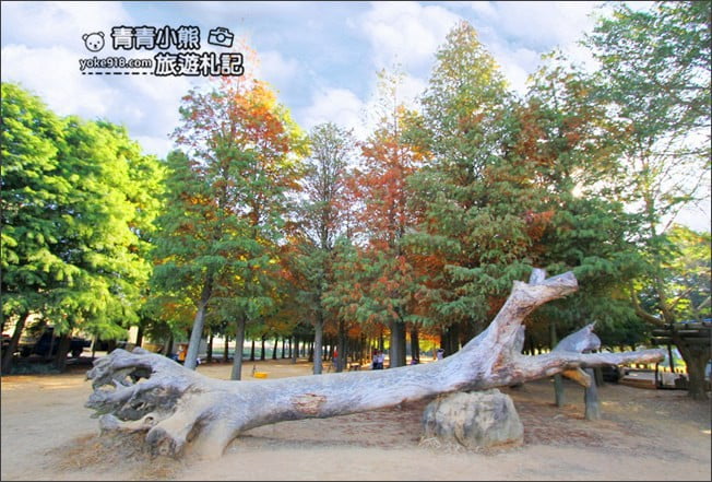 南投景點》139縣道落羽松森林．秋季必賞南投落羽松~一起走進夢幻森林裡 @青青小熊＊旅遊札記