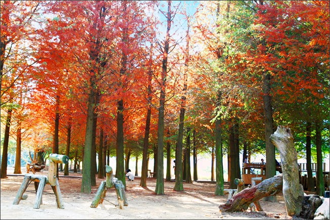 南投景點》139縣道落羽松森林．秋季必賞南投落羽松~一起走進夢幻森林裡 @青青小熊＊旅遊札記