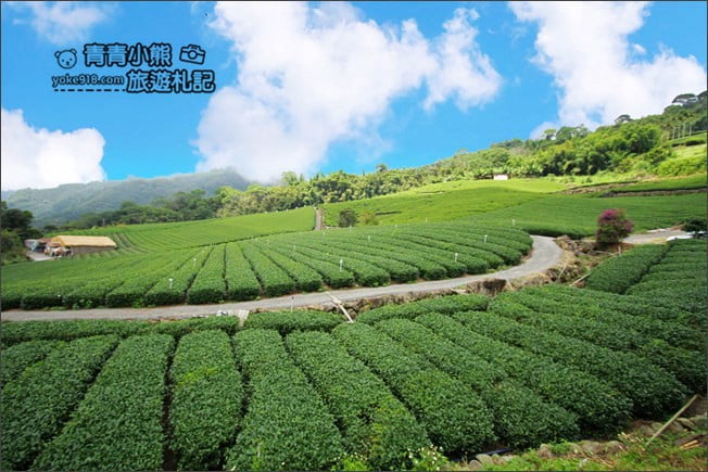 嘉義景點》YuYuPas優遊吧斯.阿里山山中秘境鄒族文化部落~賞景吃美食 @青青小熊*旅遊札記 嘉義景點》YuYuPas優遊吧斯.阿里山山中秘境鄒族文化部落~賞景吃美食 @青青小熊*旅遊札記