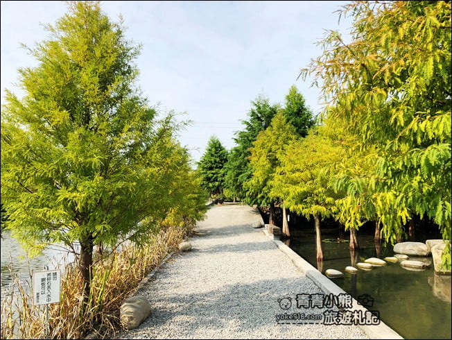 台中景點》泰安國小落羽松秘境．后里戀戀落羽松地景藝術新登場~一起散步去 @青青小熊＊旅遊札記