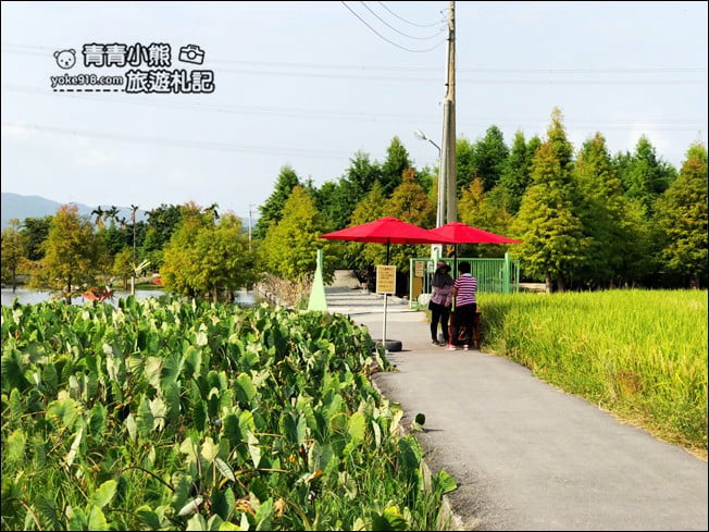 台中景點》泰安國小落羽松秘境.后里戀戀落羽松地景藝術新登場~一起散步去 @青青小熊*旅遊札記 台中景點》泰安國小落羽松秘境.后里戀戀落羽松地景藝術新登場~一起散步去 @青青小熊*旅遊札記