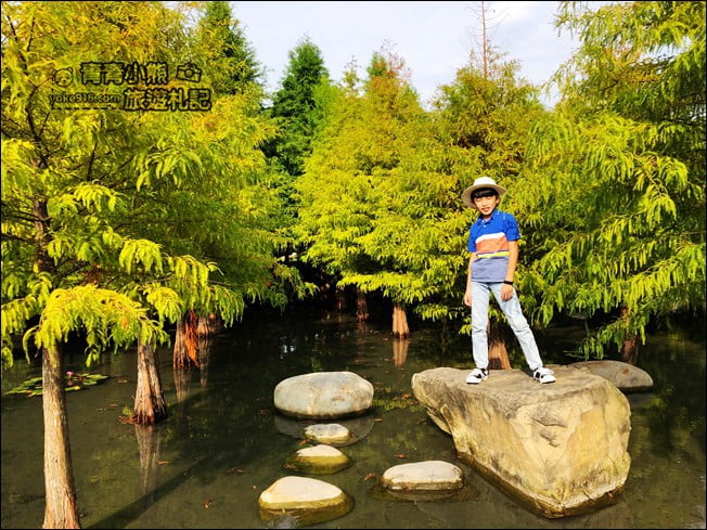 台中景點》泰安國小落羽松秘境．后里戀戀落羽松地景藝術新登場~一起散步去 @青青小熊＊旅遊札記