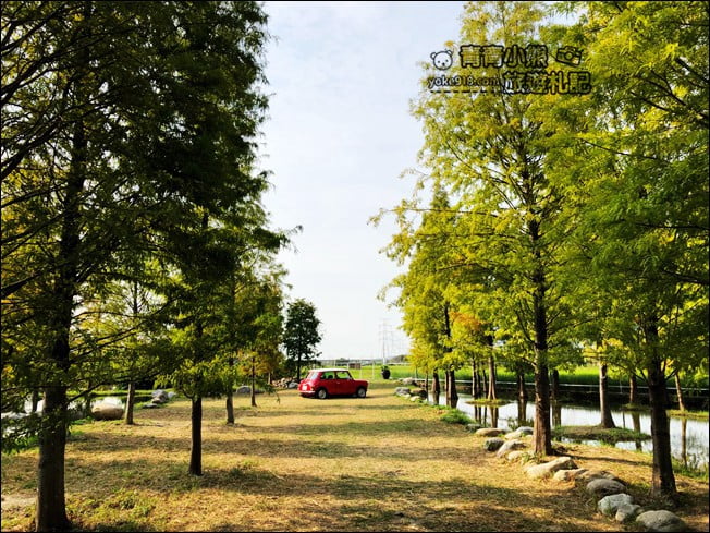 台中景點》泰安國小落羽松秘境．后里戀戀落羽松地景藝術新登場~一起散步去 @青青小熊＊旅遊札記