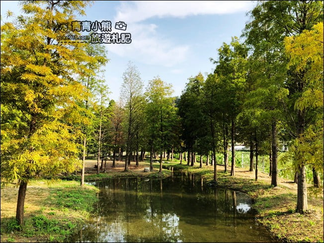 台中景點》泰安國小落羽松秘境.后里戀戀落羽松地景藝術新登場~一起散步去 @青青小熊*旅遊札記 台中景點》泰安國小落羽松秘境.后里戀戀落羽松地景藝術新登場~一起散步去 @青青小熊*旅遊札記