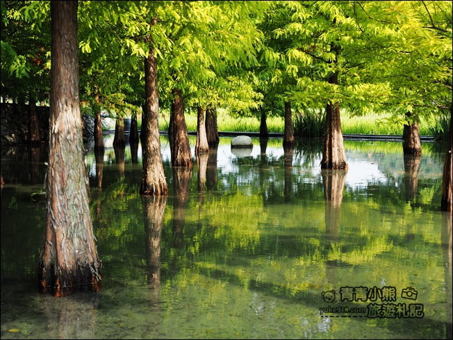 台中景點》泰安國小落羽松秘境．后里戀戀落羽松地景藝術新登場~一起散步去 @青青小熊＊旅遊札記