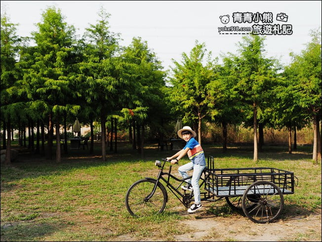 台中景點》泰安國小落羽松秘境.后里戀戀落羽松地景藝術新登場~一起散步去 @青青小熊*旅遊札記 台中景點》泰安國小落羽松秘境.后里戀戀落羽松地景藝術新登場~一起散步去 @青青小熊*旅遊札記