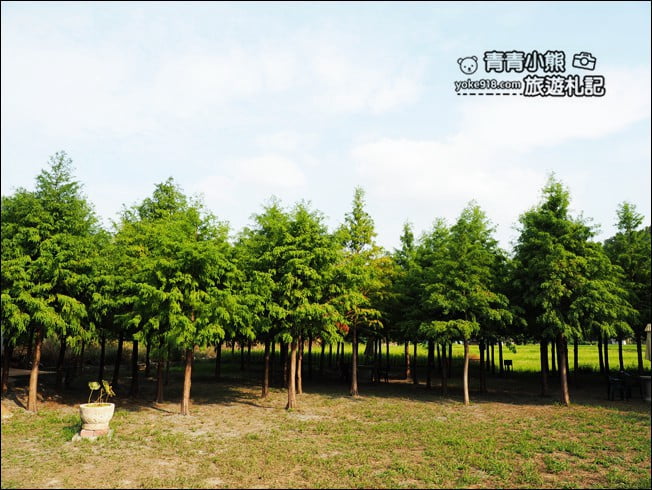 台中景點》泰安國小落羽松秘境．后里戀戀落羽松地景藝術新登場~一起散步去 @青青小熊＊旅遊札記