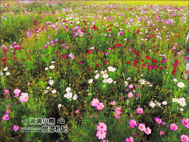 台中景點》龍井花海.2020花現龍井~來賞花,找可愛的西瓜先生拍照去 @青青小熊*旅遊札記 台中景點》龍井花海.2020花現龍井~來賞花,找可愛的西瓜先生拍照去 @青青小熊*旅遊札記