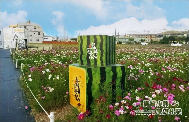 台中景點》龍井花海．2020花現龍井~來賞花，找可愛的西瓜先生拍照去 @青青小熊＊旅遊札記