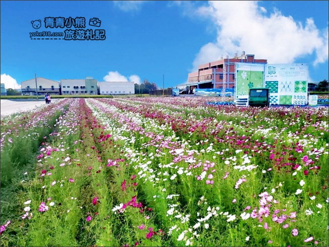 台中景點》龍井花海．2020花現龍井~來賞花，找可愛的西瓜先生拍照去 @青青小熊＊旅遊札記