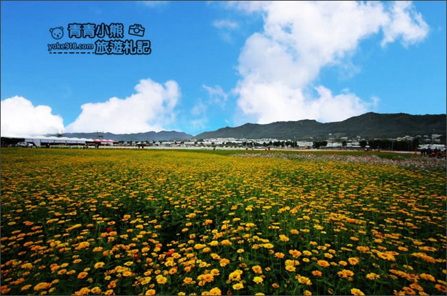 台中賞花景點》新社花海 2020臺中國際花毯節.愛麗絲的花境探險,走進童話花海裡 @青青小熊*旅遊札記 台中賞花景點》新社花海 2020臺中國際花毯節.愛麗絲的花境探險,走進童話花海裡 @青青小熊*旅遊札記