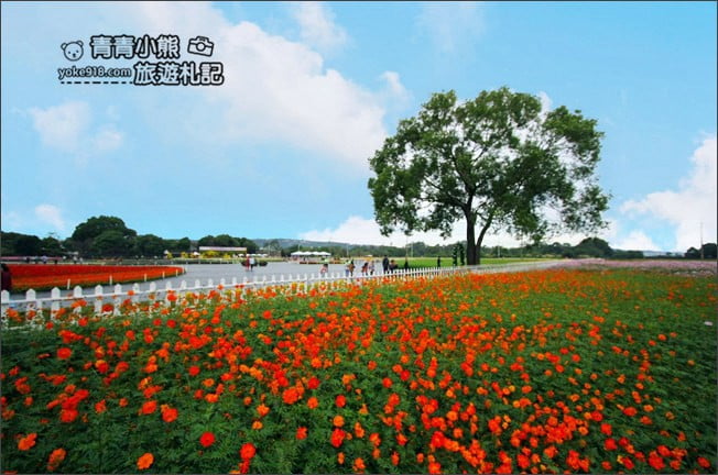台中賞花景點》新社花海 2020臺中國際花毯節.愛麗絲的花境探險,走進童話花海裡 @青青小熊*旅遊札記 台中賞花景點》新社花海 2020臺中國際花毯節.愛麗絲的花境探險,走進童話花海裡 @青青小熊*旅遊札記