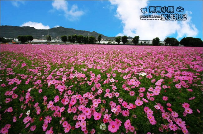 台中賞花景點》新社花海 2020臺中國際花毯節．愛麗絲的花境探險，走進童話花海裡 @青青小熊＊旅遊札記