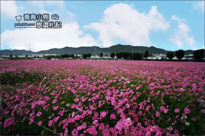 台中賞花景點》新社花海 2020臺中國際花毯節.愛麗絲的花境探險,走進童話花海裡 @青青小熊*旅遊札記 台中賞花景點》新社花海 2020臺中國際花毯節.愛麗絲的花境探險,走進童話花海裡 @青青小熊*旅遊札記