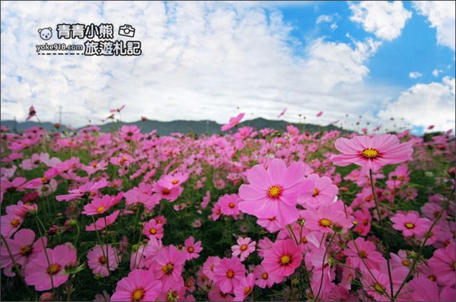 台中賞花景點》新社花海 2020臺中國際花毯節.愛麗絲的花境探險,走進童話花海裡 @青青小熊*旅遊札記 台中賞花景點》新社花海 2020臺中國際花毯節.愛麗絲的花境探險,走進童話花海裡 @青青小熊*旅遊札記