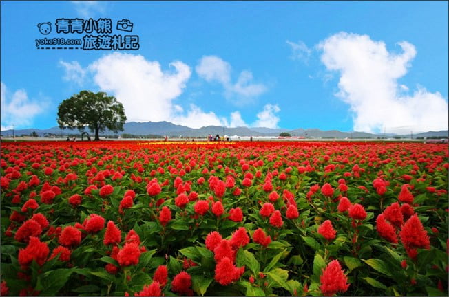 台中賞花景點》新社花海 2020臺中國際花毯節.愛麗絲的花境探險,走進童話花海裡 @青青小熊*旅遊札記 台中賞花景點》新社花海 2020臺中國際花毯節.愛麗絲的花境探險,走進童話花海裡 @青青小熊*旅遊札記