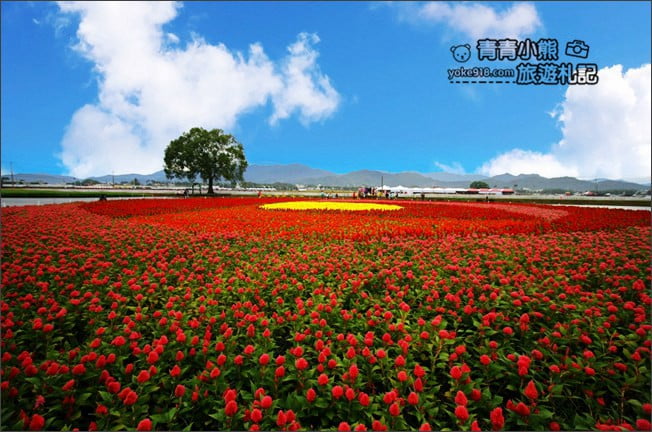 台中賞花景點》新社花海 2020臺中國際花毯節．愛麗絲的花境探險，走進童話花海裡 @青青小熊＊旅遊札記