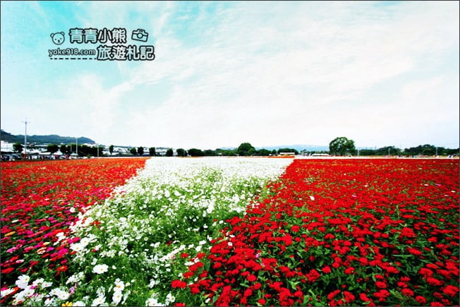 台中賞花景點》新社花海 2020臺中國際花毯節.愛麗絲的花境探險,走進童話花海裡 @青青小熊*旅遊札記 台中賞花景點》新社花海 2020臺中國際花毯節.愛麗絲的花境探險,走進童話花海裡 @青青小熊*旅遊札記