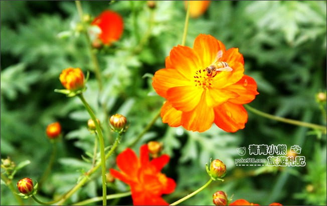 台中賞花景點》新社花海 2020臺中國際花毯節．愛麗絲的花境探險，走進童話花海裡 @青青小熊＊旅遊札記