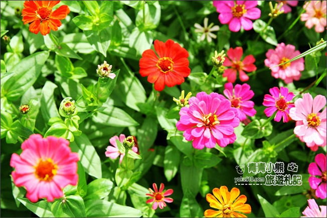 台中賞花景點》新社花海 2020臺中國際花毯節.愛麗絲的花境探險,走進童話花海裡 @青青小熊*旅遊札記 台中賞花景點》新社花海 2020臺中國際花毯節.愛麗絲的花境探險,走進童話花海裡 @青青小熊*旅遊札記