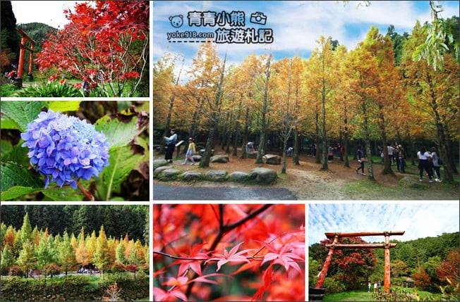 南投景點》杉林溪森林生態渡假園區．賞楓葉 黃金水杉木~季節限定必賞美景 @青青小熊＊旅遊札記