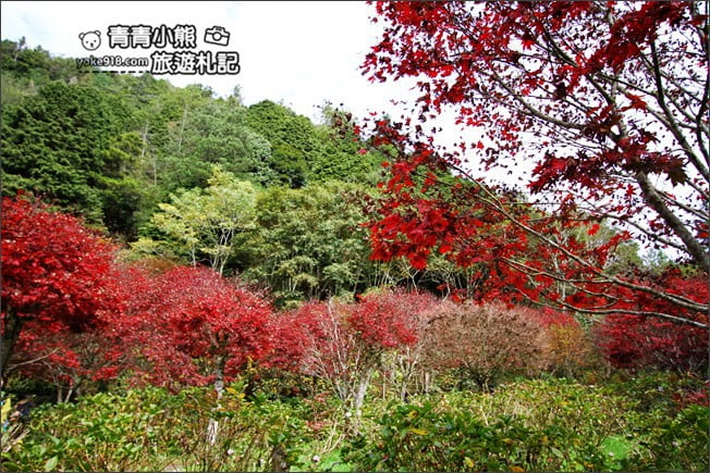南投景點》杉林溪森林生態渡假園區．賞楓葉 黃金水杉木~季節限定必賞美景 @青青小熊＊旅遊札記