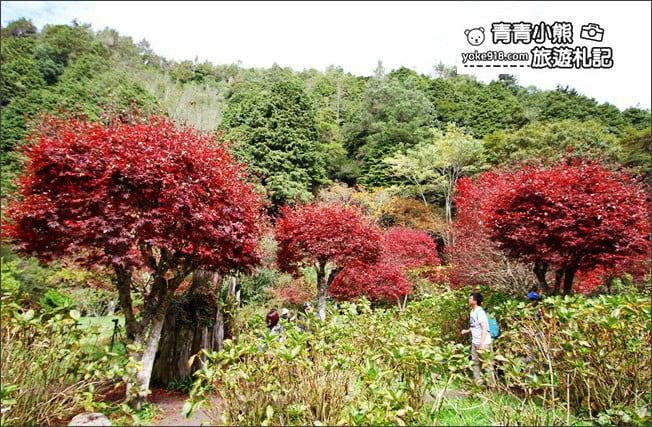 南投景點》杉林溪森林生態渡假園區．賞楓葉 黃金水杉木~季節限定必賞美景 @青青小熊＊旅遊札記