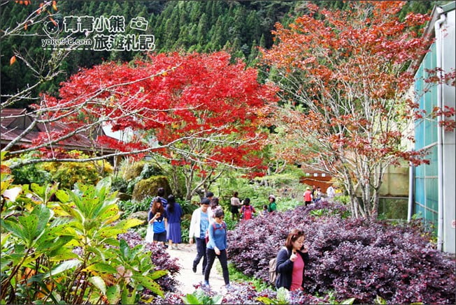 南投景點》杉林溪森林生態渡假園區．賞楓葉 黃金水杉木~季節限定必賞美景 @青青小熊＊旅遊札記