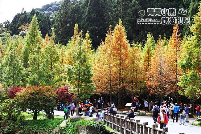 南投景點》杉林溪森林生態渡假園區．賞楓葉 黃金水杉木~季節限定必賞美景 @青青小熊＊旅遊札記
