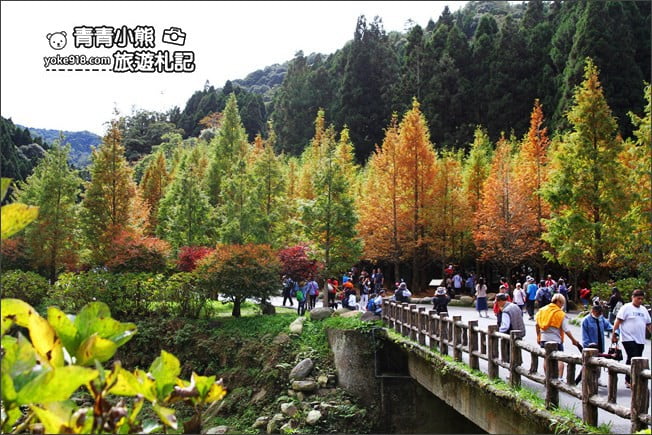 南投景點》杉林溪森林生態渡假園區．賞楓葉 黃金水杉木~季節限定必賞美景 @青青小熊＊旅遊札記