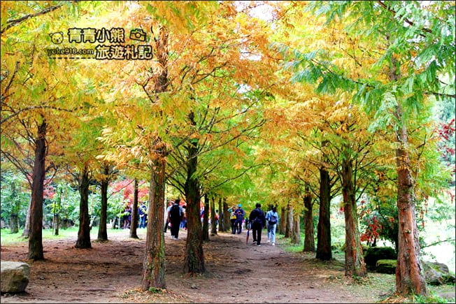 南投景點》杉林溪森林生態渡假園區．賞楓葉 黃金水杉木~季節限定必賞美景 @青青小熊＊旅遊札記