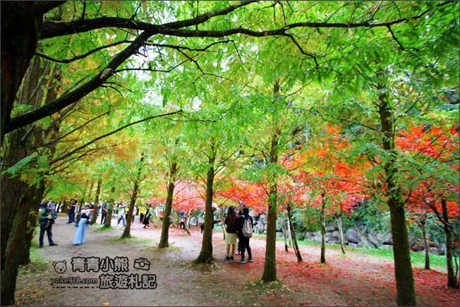 南投景點》杉林溪森林生態渡假園區．賞楓葉 黃金水杉木~季節限定必賞美景 @青青小熊＊旅遊札記