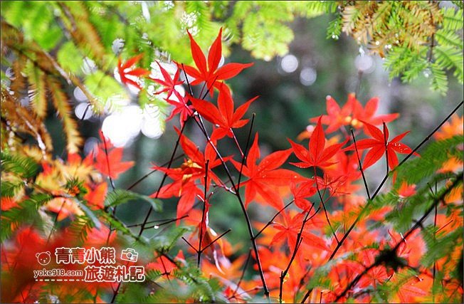南投景點》杉林溪森林生態渡假園區．賞楓葉 黃金水杉木~季節限定必賞美景 @青青小熊＊旅遊札記