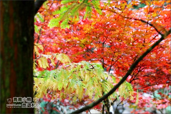 南投景點》杉林溪森林生態渡假園區．賞楓葉 黃金水杉木~季節限定必賞美景 @青青小熊＊旅遊札記
