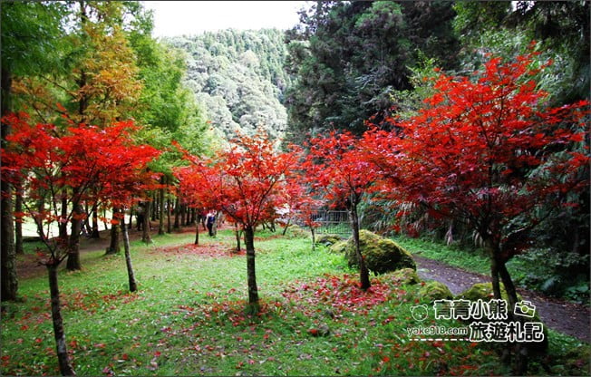 南投景點》杉林溪森林生態渡假園區．賞楓葉 黃金水杉木~季節限定必賞美景 @青青小熊＊旅遊札記