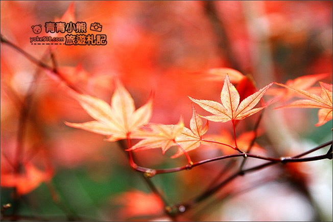 南投景點》杉林溪森林生態渡假園區．賞楓葉 黃金水杉木~季節限定必賞美景 @青青小熊＊旅遊札記