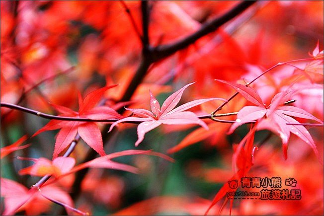 南投景點》杉林溪森林生態渡假園區．賞楓葉 黃金水杉木~季節限定必賞美景 @青青小熊＊旅遊札記