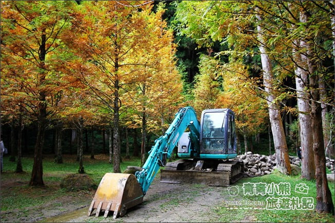 南投景點》杉林溪森林生態渡假園區．賞楓葉 黃金水杉木~季節限定必賞美景 @青青小熊＊旅遊札記